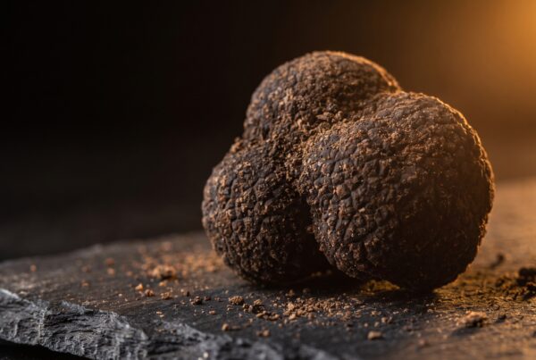 Freshly unearthed black truffle on dark slate celebrating the truffle town premiere.