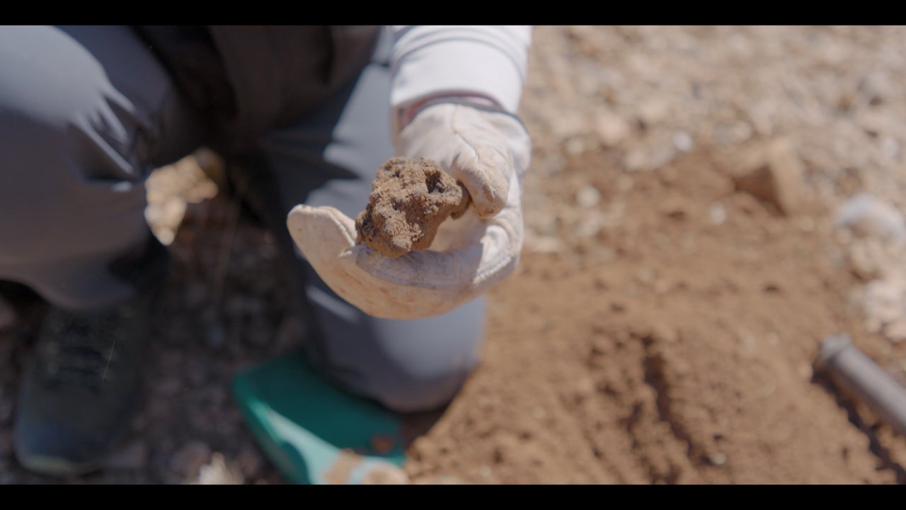 A gloved hand lifting a freshly unearthed truffle from the soil