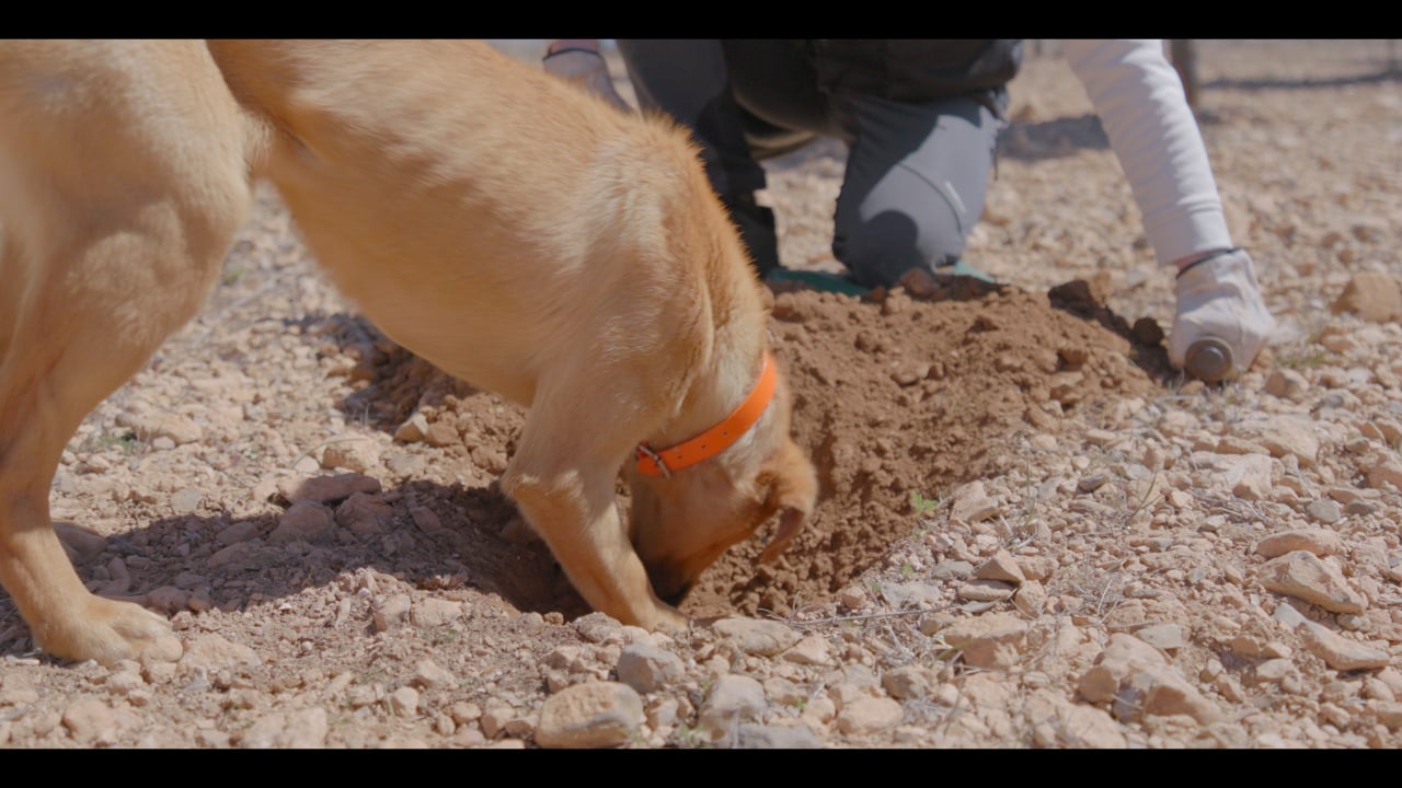 A truffle-hunting dog digging in the earth