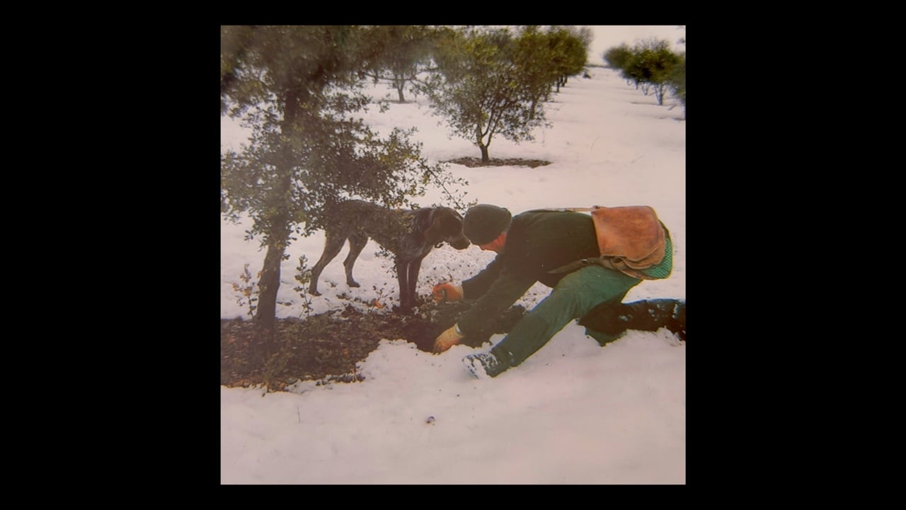 A handler and dog working a field in search of truffles