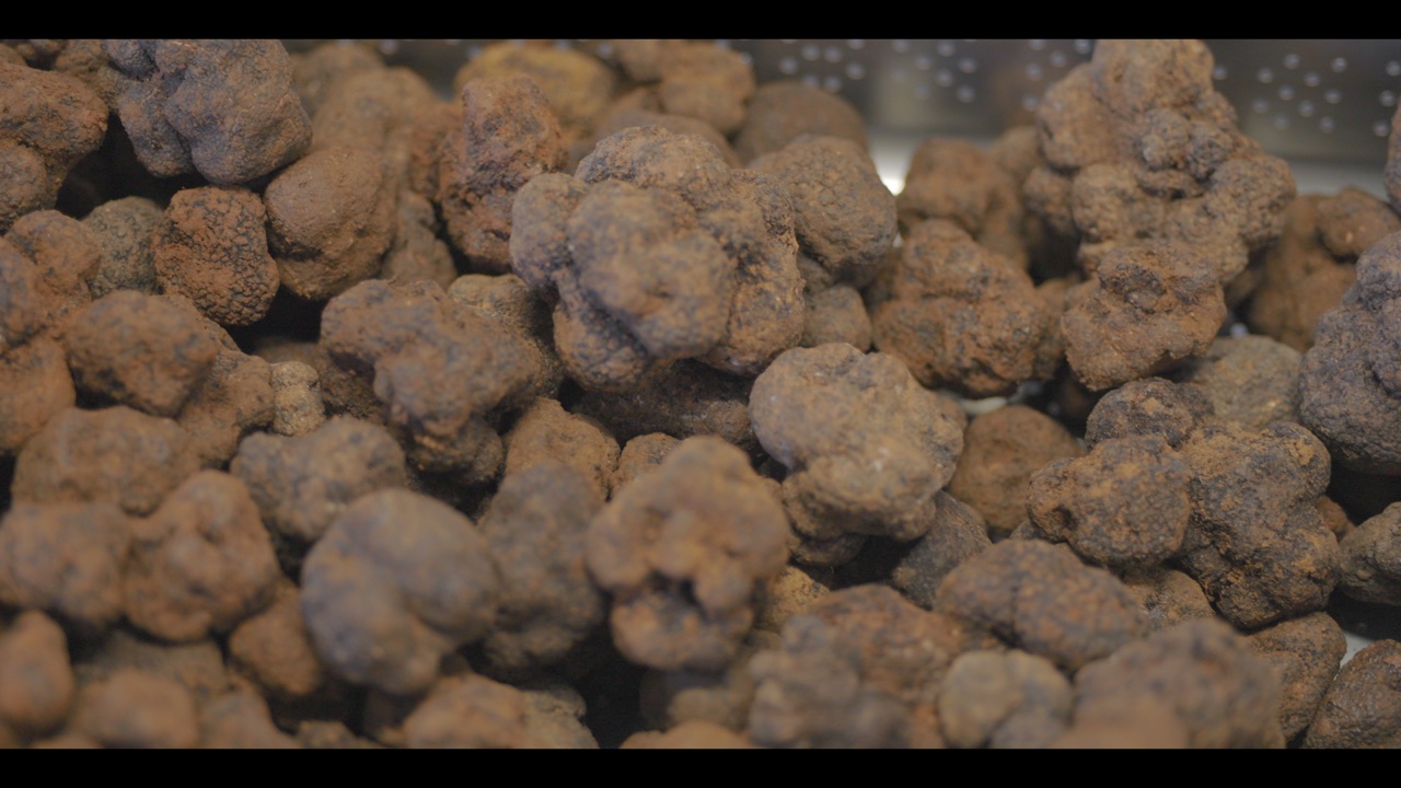 A close-up pile of fresh black truffles